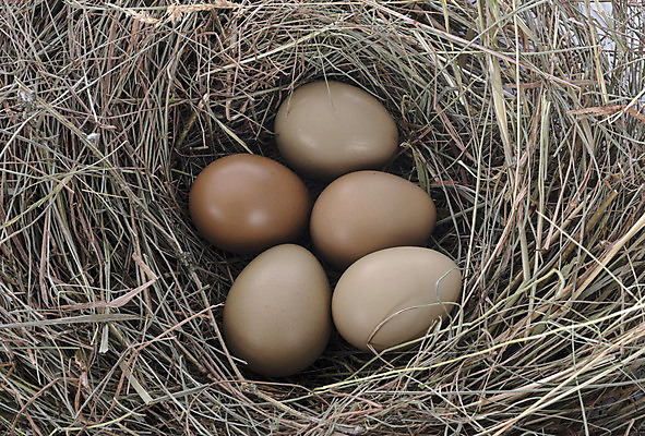 포토 JPG 해외이미지 무료이미지 음식 요리 사람없음 계란 둥지 흰배경 꿩 해외202105 해외포토 백그라운드 조류 알 흰색 파일형식 무료콘텐츠