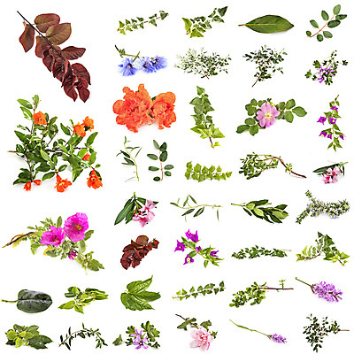 포토 JPG 해외이미지 꽃 잎 사람없음 지중해 흰배경 아이비 유칼립투스 히비스커스 해외202105 해외포토 식물 바다 백그라운드 흰색 파일형식