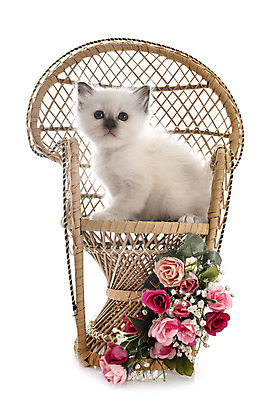 포토 JPG 해외이미지 꽃 의자 사람없음 반려동물 고양이 흰배경 등나무 해외202105 해외포토 나무 식물 동물 가구 백그라운드 포유류 흰색 파일형식