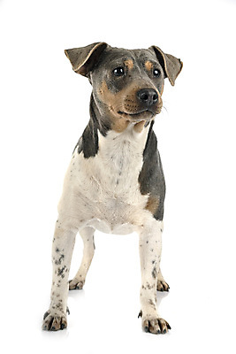 포토 JPG 해외이미지 사람없음 반려동물 개 테리어 흰배경 삼색 브라질사람 해외202105 해외포토 동물 백그라운드 포유류 흰색 파일형식