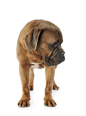 포토 JPG 해외이미지 사람없음 반려동물 이탈리아 회색 개 강아지 흰배경 마스티프 해외202105 해외포토 동물 유럽 컬러 백그라운드 포유류 흰색 파일형식