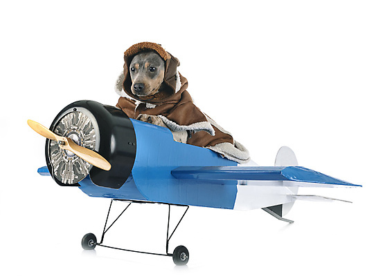 포토 JPG 해외이미지 여행 사람없음 반려동물 개 파일럿 테리어 흰배경 옷입기 대패 삼색 브라질사람 해외202105 해외포토 동물 직업 백그라운드 포유류 모션 흰색 파일형식