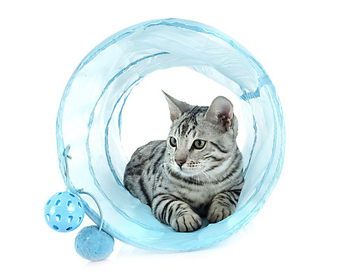 포토 JPG 해외이미지 사람없음 반려동물 고양이 회색 은색 흰배경 해외202105 해외포토 동물 컬러 백그라운드 포유류 흰색 파일형식