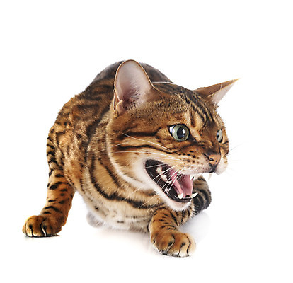 포토 JPG 해외이미지 사람없음 반려동물 고양이 분노 무서움 흰배경 해외202105 해외포토 동물 감정 백그라운드 포유류 흰색 파일형식