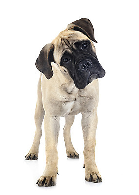 포토 JPG 해외이미지 사람없음 반려동물 개 강아지 흰배경 마스티프 해외202105 해외포토 동물 백그라운드 포유류 흰색 파일형식