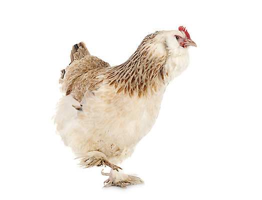 포토 JPG 해외이미지 조류 사람없음 반려동물 시골 흰배경 프랑스어 기르기 해외202105 해외포토 동물 문자 백그라운드 흰색 돌봄 파일형식