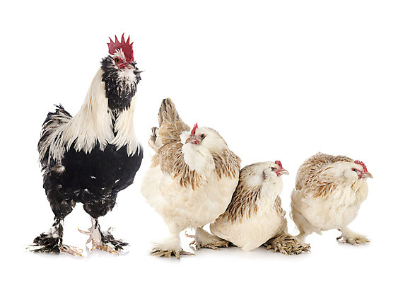 포토 JPG 해외이미지 조류 사람없음 반려동물 시골 4 흰배경 수탉 프랑스어 기르기 해외202105 해외포토 동물 문자 백그라운드 숫자 흰색 닭 수컷 돌봄 파일형식