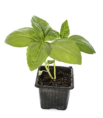 포토 JPG 해외이미지 식물 음식 사람없음 정원 달콤 냄비 허브 흰배경 원예 바질 모종 해외202105 해외포토 백그라운드 취미 흰색 맛 솥 파일형식