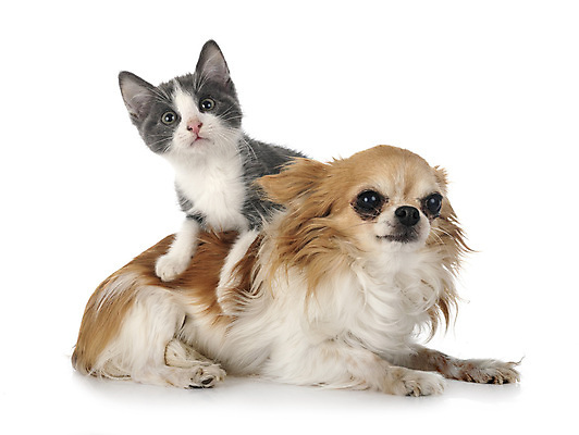 포토 JPG 해외이미지 2 사람없음 반려동물 고양이 회색 개 강아지 흰배경 치와와 해외202105 해외포토 동물 컬러 백그라운드 포유류 흰색 파일형식