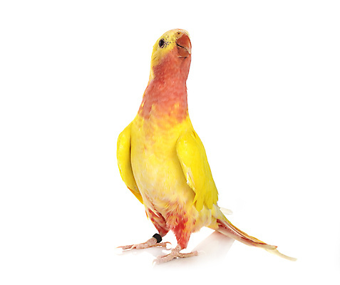 포토 JPG 해외이미지 조류 사람없음 노란색 흰배경 앵무새 잉꼬 해외202105 해외포토 동물 컬러 백그라운드 흰색 파일형식