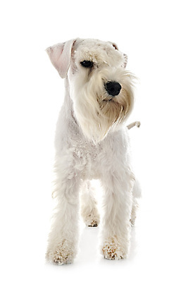 포토 JPG 해외이미지 사람없음 반려동물 개 강아지 테리어 흰배경 해외202105 해외포토 동물 백그라운드 포유류 흰색 파일형식