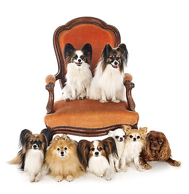 포토 JPG 해외이미지 가구 의자 사람없음 내부 반려동물 개 강아지 8 흰배경 안락의자 치와와 포메라니안 해외202105 해외포토 동물 생활용품 백그라운드 포유류 숫자 흰색 파일형식