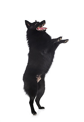 포토 JPG 해외이미지 사람없음 양치기 개 강아지 흰배경 해외202105 해외포토 직업 백그라운드 포유류 반려동물 흰색 파일형식