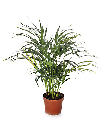 포토 JPG 해외이미지 식물 잎 사람없음 흰배경 해외202105 해외포토 백그라운드 흰색 파일형식