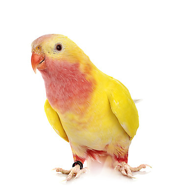 포토 JPG 해외이미지 조류 사람없음 노란색 흰배경 앵무새 잉꼬 해외202105 해외포토 동물 컬러 백그라운드 흰색 파일형식