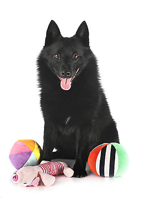 포토 JPG 해외이미지 공 사람없음 장난감 양치기 개 강아지 흰배경 해외202105 해외포토 직업 백그라운드 포유류 반려동물 흰색 파일형식