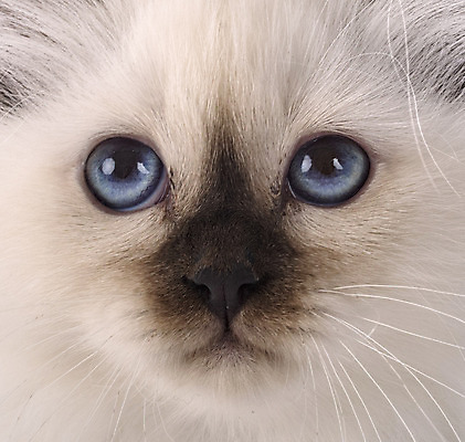 포토 JPG 해외이미지 사람없음 파란색 반려동물 머리 고양이 닫기 흰배경 해외202105 해외포토 동물 컬러 백그라운드 포유류 모션 신체부위 흰색 파일형식