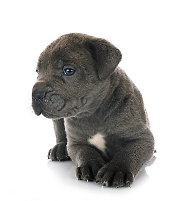 포토 JPG 해외이미지 사람없음 반려동물 이탈리아 개 강아지 흰배경 마스티프 해외202105 해외포토 동물 유럽 백그라운드 포유류 흰색 파일형식