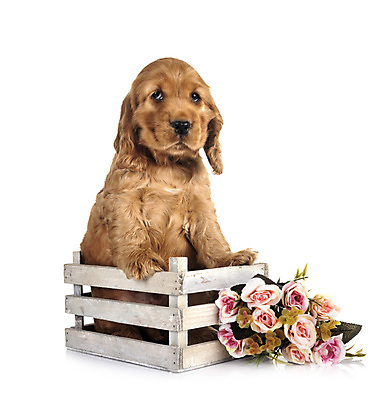 포토 JPG 해외이미지 꽃 사람없음 반려동물 스패니얼 개 강아지 나무상자 흰배경 사냥개 해외202105 해외포토 식물 동물 백그라운드 포유류 상자 흰색 파일형식