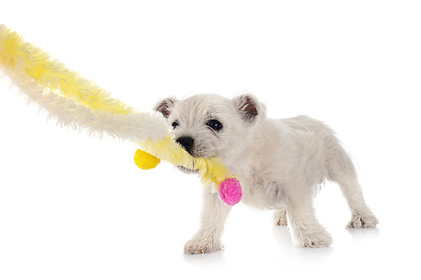 포토 JPG 해외이미지 사람없음 반려동물 장난감 개 강아지 흰배경 해외202105 해외포토 동물 백그라운드 포유류 흰색 파일형식