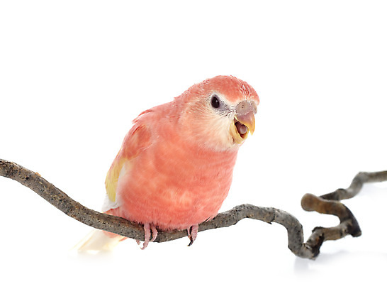 포토 JPG 해외이미지 분홍색 조류 앉기 사람없음 나뭇가지 흰배경 앵무새 해외202105 해외포토 나무 동물 컬러 백그라운드 모션 흰색 파일형식