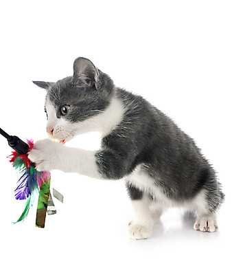 포토 JPG 해외이미지 사람없음 반려동물 장난감 고양이 회색 깃털 흰배경 해외202105 해외포토 동물 컬러 백그라운드 포유류 흰색 파일형식