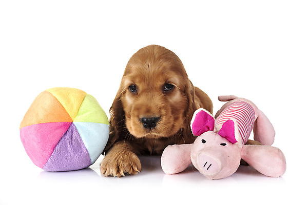 포토 JPG 해외이미지 공 사람없음 반려동물 장난감 스패니얼 개 강아지 흰배경 사냥개 해외202105 해외포토 동물 백그라운드 포유류 흰색 파일형식