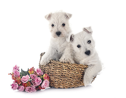 포토 JPG 해외이미지 커플 꽃 2 사람없음 반려동물 바구니 개 강아지 흰배경 해외202105 해외포토 식물 동물 백그라운드 포유류 관계 흰색 파일형식