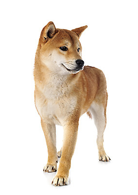 포토 JPG 해외이미지 사람없음 반려동물 일본 개 강아지 흰배경 해외202105 해외포토 동물 아시아 백그라운드 포유류 흰색 파일형식