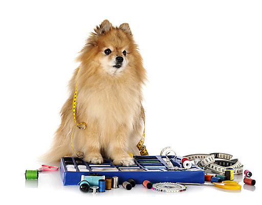 포토 JPG 해외이미지 줄자 사람없음 반려동물 공구 작업실 개 강아지 바느질 측정 오브젝트 흰배경 실타래 포메라니안 해외202105 해외포토 동물 백그라운드 포유류 자 흰색 도구 파일형식