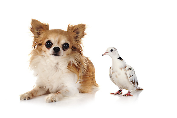 포토 JPG 해외이미지 조류 사람없음 우정 개 강아지 흰배경 비둘기 치와와 해외202105 해외포토 동물 백그라운드 포유류 친구 반려동물 흰색 파일형식