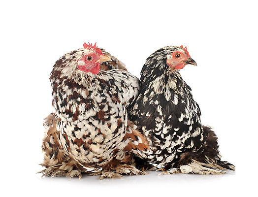 포토 JPG 해외이미지 커플 2 조류 사람없음 농장 흰배경 수탉 암탉 해외202105 해외포토 동물 백그라운드 농업 관계 흰색 닭 암컷 수컷 파일형식