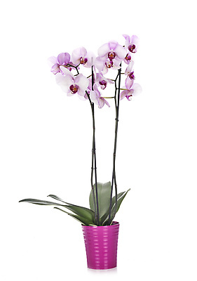포토 JPG 해외이미지 식물 꽃 분홍색 사람없음 난초 냄비 흰배경 호접란 해외202105 해외포토 컬러 백그라운드 흰색 솥 파일형식