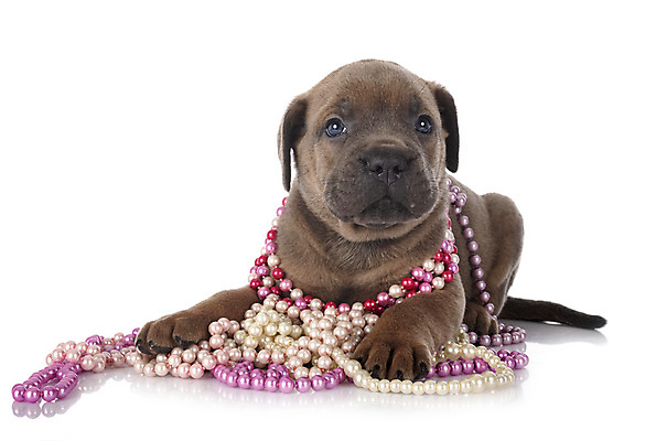 포토 JPG 해외이미지 사람없음 반려동물 이탈리아 고급 개 강아지 흰배경 마스티프 해외202105 해외포토 동물 유럽 백그라운드 컨셉 포유류 흰색 파일형식