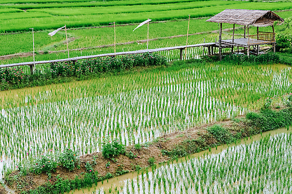 포토 JPG 해외이미지 식물 백그라운드 잎 밭 농업 씨앗 풍경 초원 사람없음 야외 농작물 정원 농촌 신선 모종 해외202105 해외포토 산업 시골 파일형식