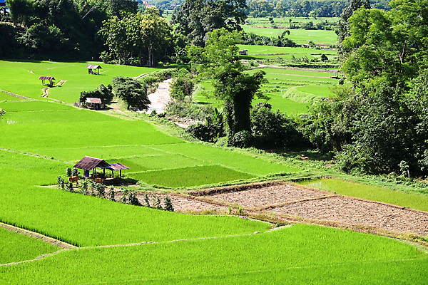 포토 JPG 해외이미지 식물 여행 백그라운드 잎 농업 산 풍경 초원 사람없음 야외 농촌 시골 신선 땅 언덕 논밭 모종 밭일 해외202105 해외포토 산업 밭 논 파일형식