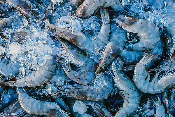 포토 JPG 해외이미지 백그라운드 재료 새우 사람없음 활발 신선 해산물 날것 단백질 해외202105 해외포토 컨셉 갑각류 영양소 파일형식