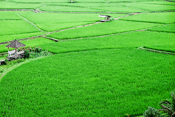 포토 JPG 해외이미지 백그라운드 잎 밭 산 풍경 초원 사람없음 야외 농장 성장 신선 떨어짐 땅 모종 해외202105 해외포토 식물 컨셉 농업 파일형식