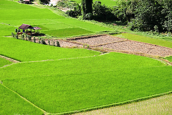 포토 JPG 해외이미지 백그라운드 잎 산 풍경 초원 사람없음 야외 농장 성장 신선 땅 언덕 논밭 모종 밭일 해외202105 해외포토 식물 밭 농업 논 파일형식