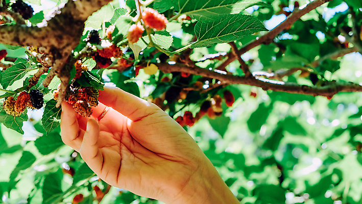 포토 JPG 해외이미지 손 열매 백그라운드 잎 사람없음 야외 정원 성장 나뭇가지 신선 달콤 베리 해외202105 해외포토 나무 식물 과일 신체부위 맛 파일형식