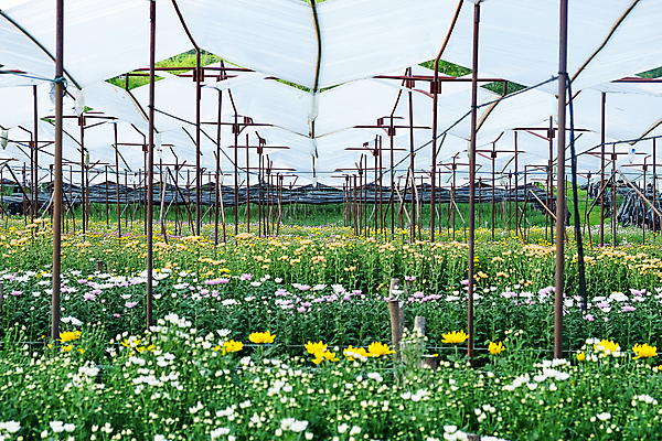 포토 JPG 해외이미지 꽃잎 꽃 백그라운드 잎 밭 국화 사람없음 야외 농장 정원 성장 신선 원예 밭일 온실 해외202105 해외포토 식물 농업 취미 파일형식