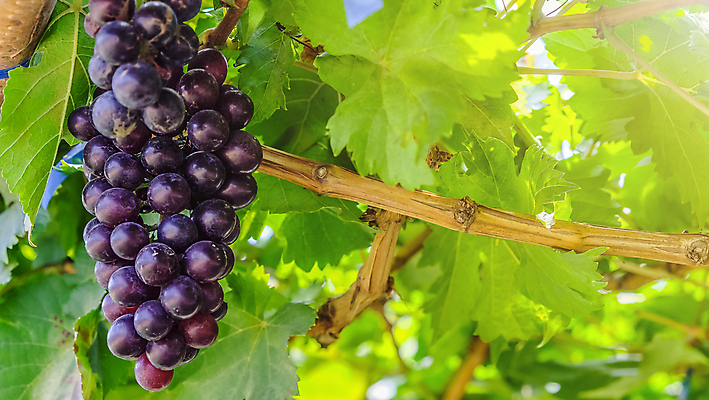 포토 JPG 해외이미지 열매 꽃다발 백그라운드 잎 포도 사람없음 농장 와인 정원 성장 나뭇가지 신선 달콤 포도밭 포도나무 양조장 해외202105 해외포토 나무 식물 꽃 밭 농업 과일 주류 맛 과일나무 파일형식
