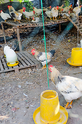 포토 JPG 해외이미지 야생동물 조류 서기 사람없음 야외 물 농장 정원 가축 목장 활발 성장 수탉 암탉 해외202105 해외포토 자연요소 동물 컨셉 농업 모션 닭 암컷 수컷 파일형식