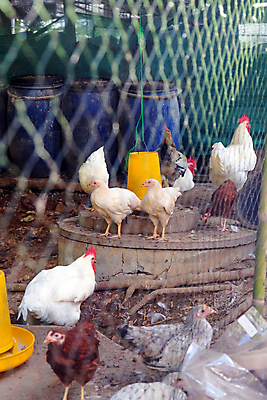 포토 JPG 해외이미지 야생동물 조류 서기 사람없음 야외 물 농장 정원 가축 목장 활발 성장 수탉 암탉 해외202105 해외포토 자연요소 동물 컨셉 농업 모션 닭 암컷 수컷 파일형식