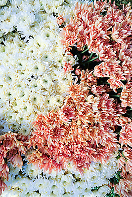 포토 JPG 해외이미지 꽃잎 꽃 백그라운드 잎 밭 국화 사람없음 야외 농장 정원 성장 신선 원예 밭일 온실 해외202105 해외포토 식물 농업 취미 파일형식