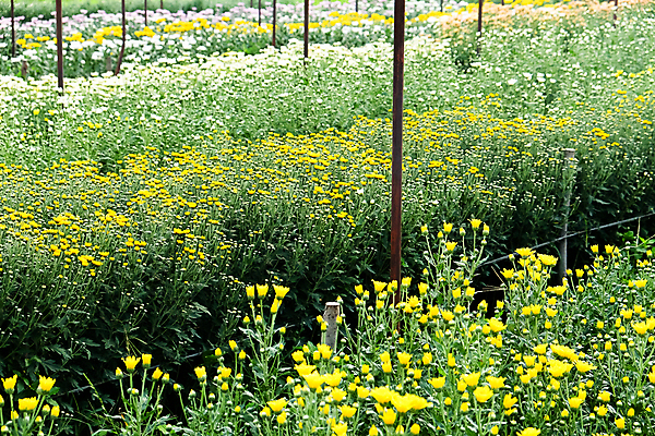 포토 JPG 해외이미지 꽃잎 꽃 백그라운드 잎 밭 국화 사람없음 야외 농장 정원 성장 신선 원예 밭일 온실 해외202105 해외포토 식물 농업 취미 파일형식