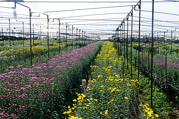포토 JPG 해외이미지 꽃잎 꽃 백그라운드 잎 밭 국화 사람없음 야외 농장 정원 성장 신선 원예 밭일 온실 해외202105 해외포토 식물 농업 취미 파일형식