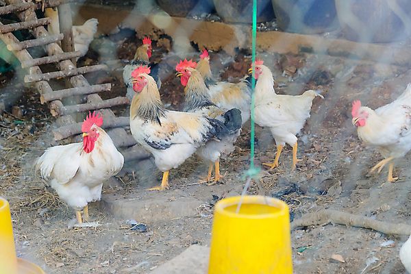 포토 JPG 해외이미지 야생동물 조류 서기 사람없음 야외 물 농장 정원 가축 목장 활발 성장 수탉 암탉 해외202105 해외포토 자연요소 동물 컨셉 농업 모션 닭 암컷 수컷 파일형식