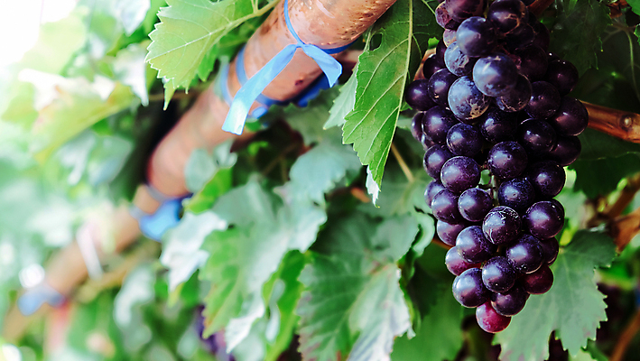 포토 JPG 해외이미지 열매 꽃다발 백그라운드 잎 포도 사람없음 농장 와인 정원 성장 나뭇가지 신선 달콤 포도밭 포도나무 양조장 해외202105 해외포토 나무 식물 꽃 밭 농업 과일 주류 맛 과일나무 파일형식