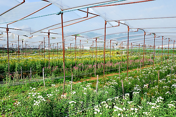 포토 JPG 해외이미지 꽃잎 꽃 백그라운드 잎 밭 국화 사람없음 야외 농장 정원 성장 신선 원예 밭일 온실 해외202105 해외포토 식물 농업 취미 파일형식